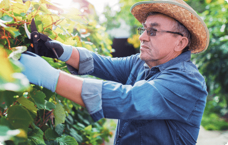 Old man gardening